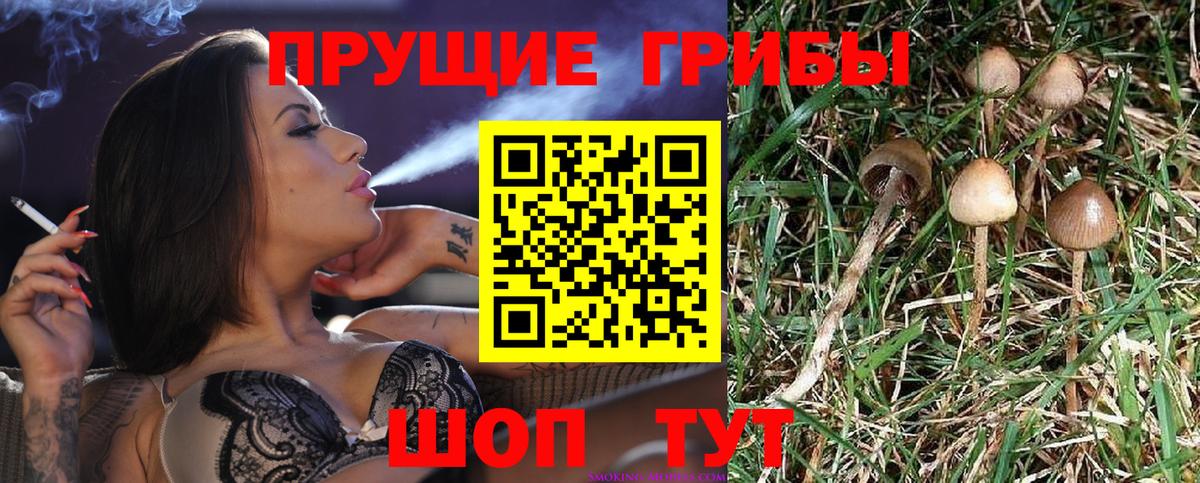 Галлюциногенные грибы Psilocybine cubensis Трёхгорный